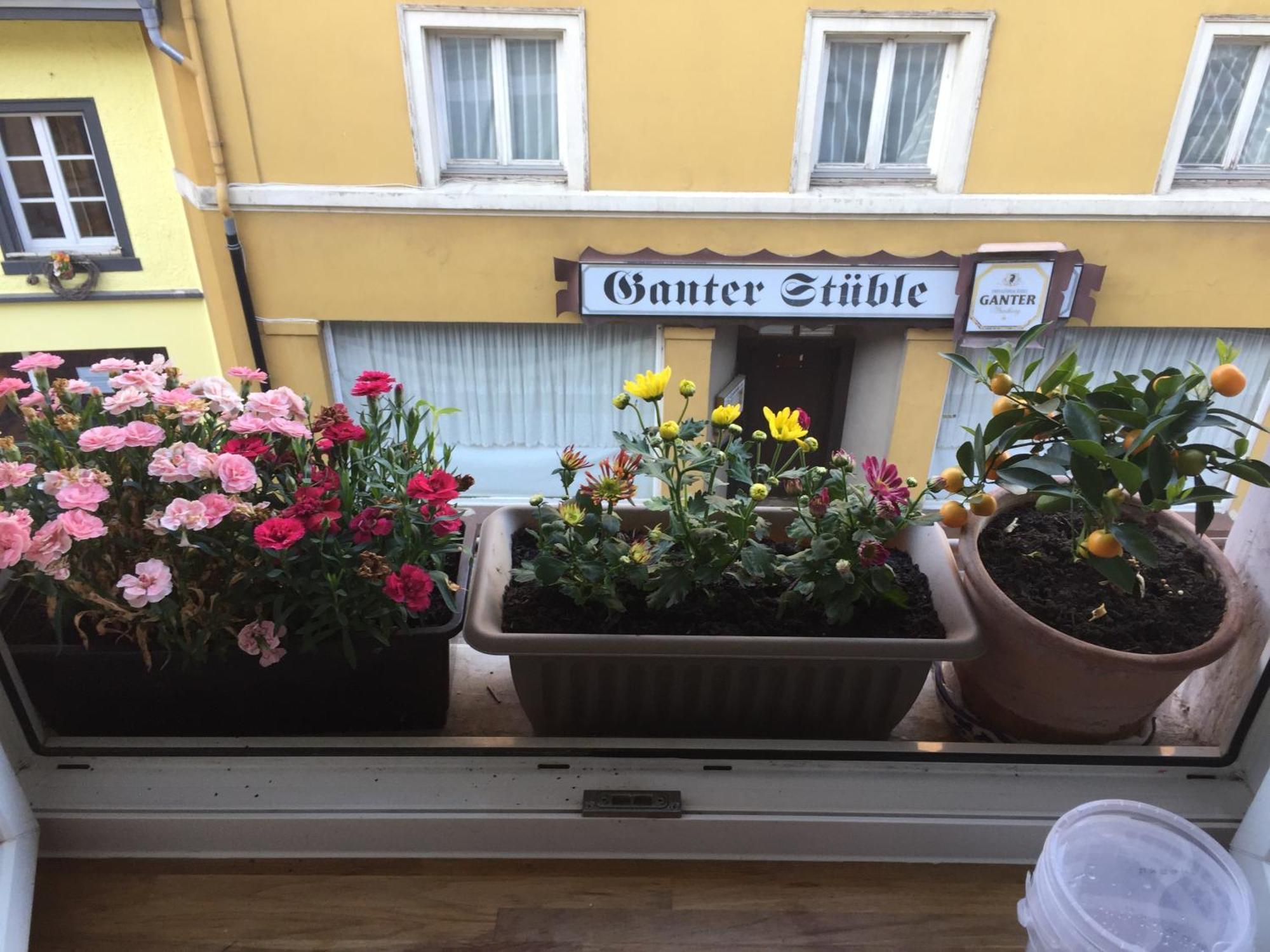 Homestay Waldshut-Tiengen Ngoại thất bức ảnh